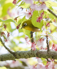 bird