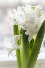 Developed white flowers of hyacinth.