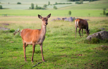 Fototapeta na wymiar Red deer in a country landscape