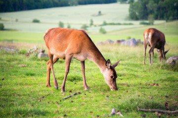 Naklejka na ściany i meble Red deer in a country landscape