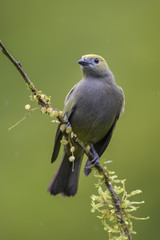 Palm Tanager - Thraupis palmarum, beautiful gray tanger from Costa Rica forest.