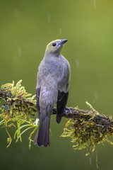 Palm Tanager - Thraupis palmarum, beautiful gray tanger from Costa Rica forest.