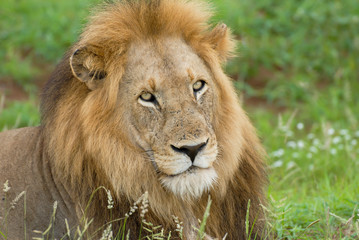 Lion head center surrounded by lush green grass
