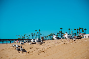 Fototapeta na wymiar Seagulls on the beach around Long Beach, California. California is known as warm and nice wether.