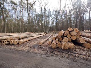 Kłody drewna ułożono na leśnej drodze oczekujące na wywóz