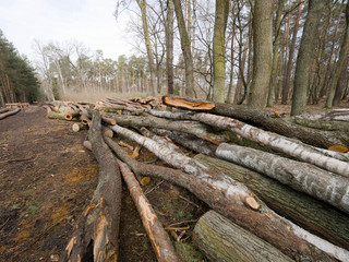 Kłody drewna ułożono na leśnej drodze oczekujące na wywóz © JDziedzic