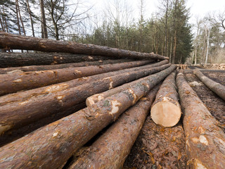Kłody drewna ułożono na leśnej drodze oczekujące na wywóz © JDziedzic