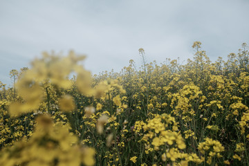 咲く菜の花