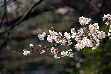 ソメイヨシノ開花