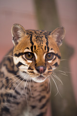 Cat Ocelot