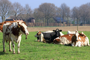 Dairy cows graze in the meadow