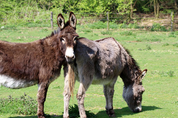 Naklejka na ściany i meble Donkeys are quiet and intelligent animals and also very brave and faithful, have a good memory