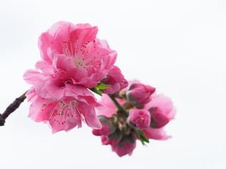 美しいピンクの花桃