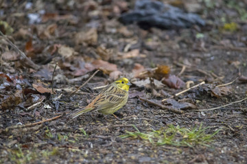 a male yellowhammer sitting in the branches searches for food
