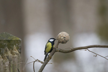 A great tit sits in the branches of a bare tree