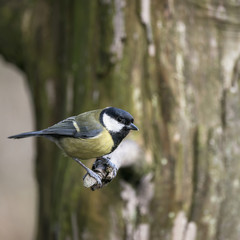 Naklejka premium Stunning portrait of Coal Tit Periparus Ater in sunshine in forest landscape setting