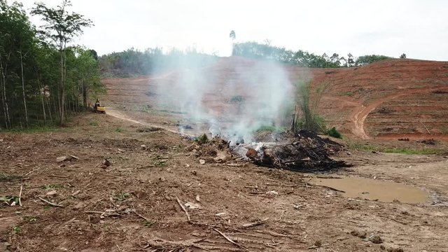 Deforestation - environmental destruction. Rainforest cuting down and burning forest trees