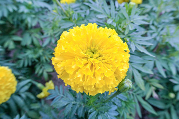 Flower tagetes erecta or the Mexican marigold or Aztec marigold species of the genus tagetes native to Mexico.