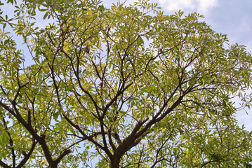 Texture of beautiful green leaves are in the garden during the daytime.