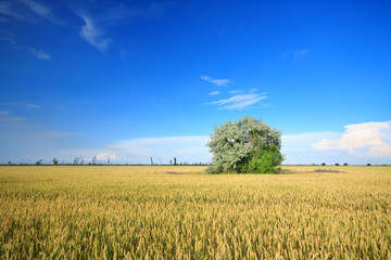 tree in the field / Bright spring picture bright colors