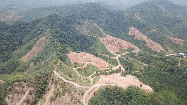 Deforestation - environmental destruction. Rainforest cuting down and burning forest trees