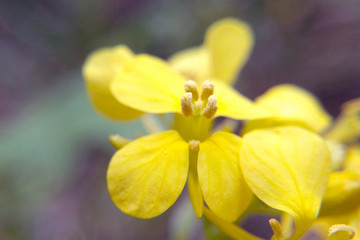 Yellow flower close-up macro photo blooming bright