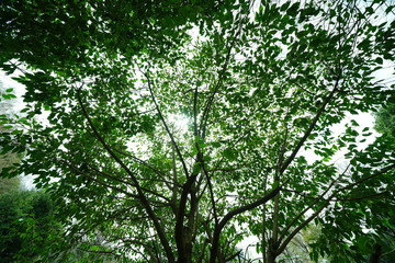 公園の木と光