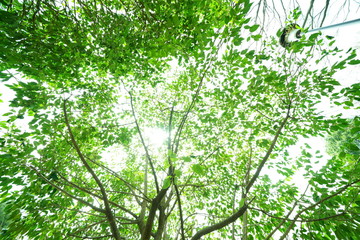 Obraz premium 公園の木と光