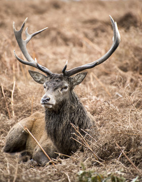 Red deer stag in Richmond Park landscape during the rutting season