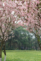Fototapeta premium Crimson cherry blossoms
