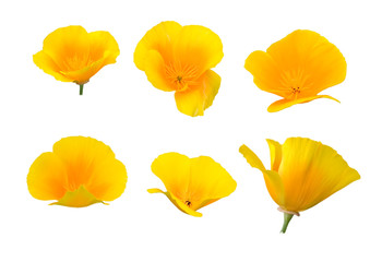 beautiful tropical yellow and orange flowers isolated on white background