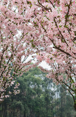 Crimson cherry blossoms