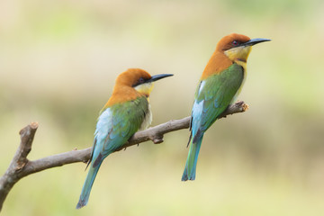 Pair of Chestnut-headed bee-eaters or Merops leschenaulti perching on tree branch , Thailand