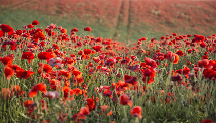 Obraz premium Stunning poppy field landscape at sunset on South Downs