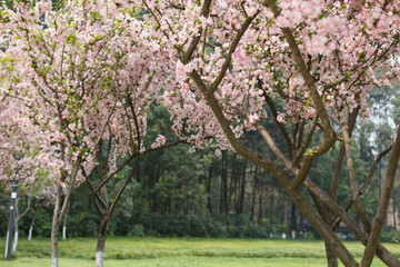 Crimson cherry blossoms