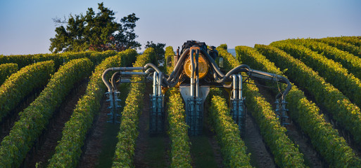 Vineyard landscape-Spraying of grapevines-Vineyard south west of