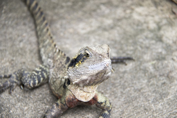 australia zoo 13