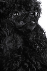 Barboncino Medio Nero Ritratto Isolato su Nero