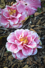 Camellia flowers fallen on the ground