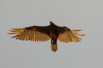 Flying turkey vulture (Cathartes aura) on a blue sky background in Cuba.