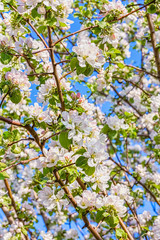 Flowering branches of apple-tree in a spring