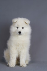 Fototapeta premium Young samoyed puppy in grey studio background.