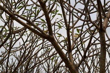 Tree Branch on Blue Sky Background