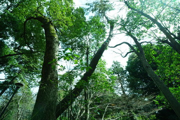Fototapeta premium 公園の木と光