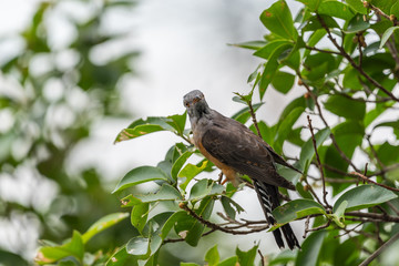 Bird (Plaintive Cuckoo) in a nature wild