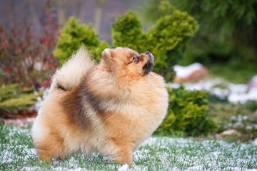 Naklejka na ściany i meble Pomeranian dog posing outside.
