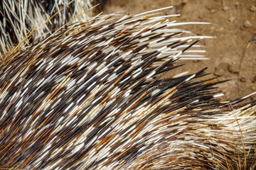 Top view of porcupine spines