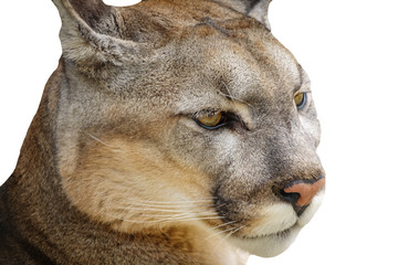 Detail of cougar head isolated on white