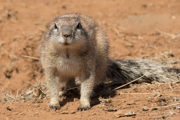 Ground Squirrel