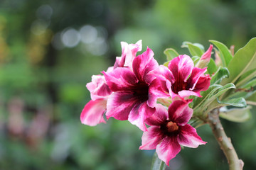 Bright desert rose flowers red and pink petal blooming in the garden freshness and beautiful color in nature background